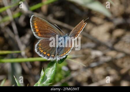 Femmina farfalla blu comune (Polyommatus icarus) Foto Stock