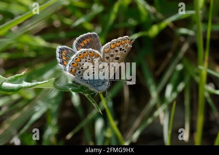 Femmina farfalla blu comune (Polyommatus icarus) Foto Stock