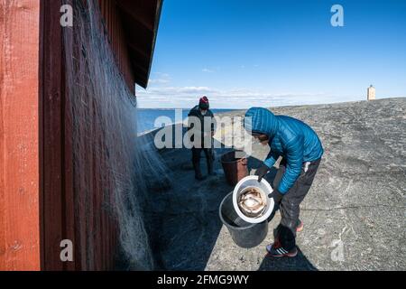 Pulizia delle reti da pesca al faro di Söderskär, Porvoo, Finlandia Foto Stock