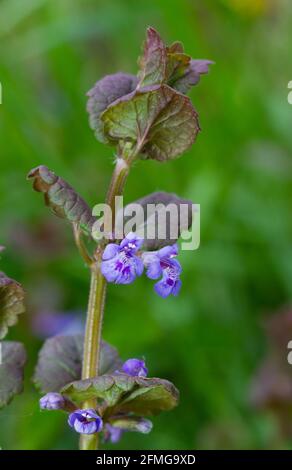 Primo piano di groud-Ivy, fiorente con piccoli fiori bluastro-violacei Foto Stock