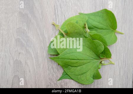 houttuynia cordata pesce erba Foto Stock