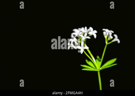 Galium odoratum foresta fiori profumati Foto Stock