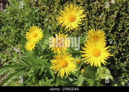 Bella fiori gialli estivi - il leopardo (Doronicum Orientale) Foto Stock