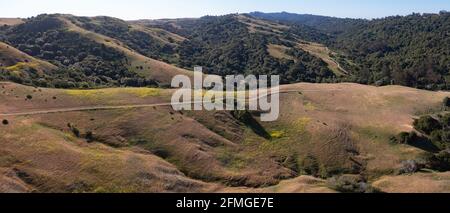 I sentieri si snodano tra le colline ricoperte di erba della East Bay, a pochi chilometri dalla baia di San Francisco, nella California settentrionale. Foto Stock
