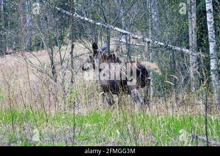 Moose madre di due calve di alci attraversa la strada forestale, al confine della foresta. Metà maggio nelle foreste boree settentrionali come il tempo di calving Foto Stock