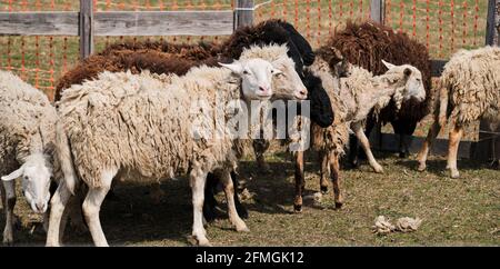 Gregge di pecore bianche e nere di razza purea nazionale pascolano in paddock in campagna in fattoria. Banner lungo orizzontale con pecore e montoni. Pascolo di cupole Foto Stock