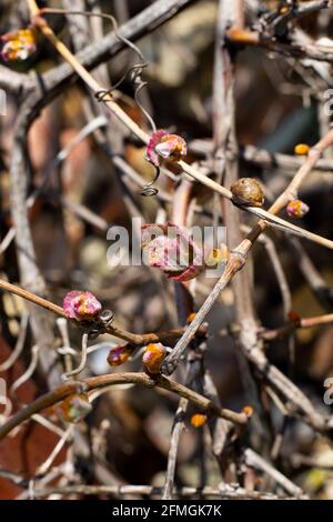 Le gemme delle uve producono le prime foglie. Risveglio primaverile della natura. Foto Stock