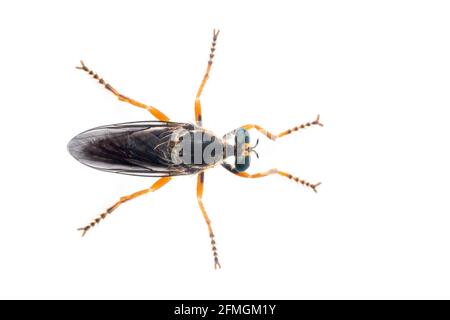 L'immagine degli Asilidae è la famiglia di mosche ladroni, chiamata anche assassino mosche, su sfondo bianco. Dalla vista dall'alto. Insetto. Animale Foto Stock