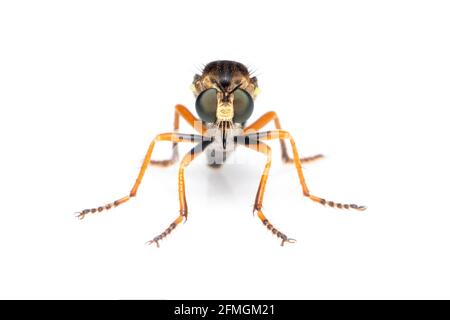 L'immagine degli Asilidae è la famiglia di mosche ladroni, chiamata anche assassino mosche, su sfondo bianco. Insetto. Animale Foto Stock