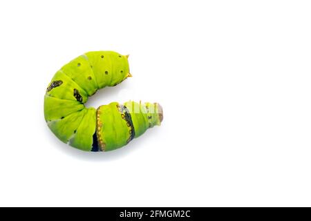 Immagine di una farfalla di lime isolata su sfondo bianco. Insetto. Animale. Verme verde Foto Stock