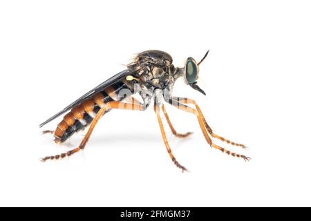 L'immagine degli Asilidae è la famiglia di mosche ladroni, chiamata anche assassino mosche, su sfondo bianco. Insetto. Animale Foto Stock