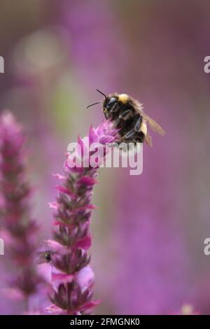 Un'ape sulla cima della pianta di Salvia pronta per il decollo per il prossimo ritrovamento di pianta. Foto Stock