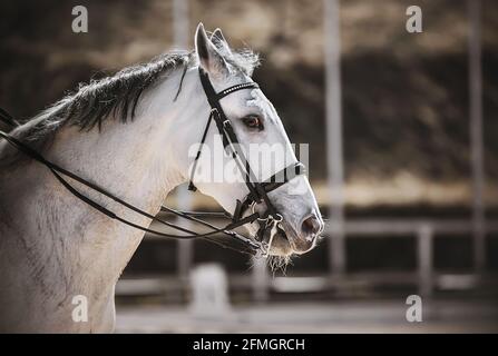 Ritratto di un bel cavallo bianco con una manna grigia e una briglia sul suo muso, che gallops attraverso un'arena all'aperto, illuminata dalla luce del sole. Hors Foto Stock