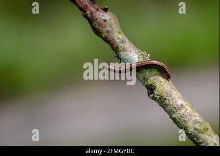 Millipede a strisce, ommatoiulus sabulosus, camminando lungo un albero caduto torso Foto Stock