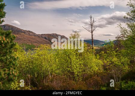 Un'immagine HDR scattata in primavera 3 del paesaggio delle Highland intorno a Loch Maree dalla Riserva Naturale di Beinn Eghie, Wester Ross, Scozia. 19 maggio 2014 Foto Stock