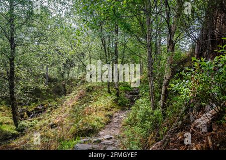 Un'immagine HDR scattata in primavera 3 della fitta foresta naturale Beinn Eighe National Nature Reserve lungo uno dei suoi numerosi sentieri, Wester Ross, Scozia. 19 maggio 2014 Foto Stock