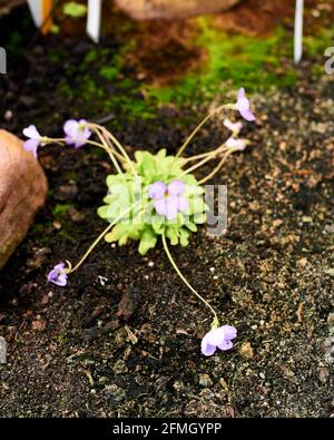 Gruppo di fiori murali di cymbalaria, sfondo fuori fuoco, terra di terra, gambi lunghi Foto Stock