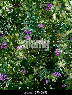 Vari fiori di cappero milkvetch. Polygala mirtilolia. Sfondo di foglie verdi, sfondo fuori fuoco, vista frontale. Foto Stock