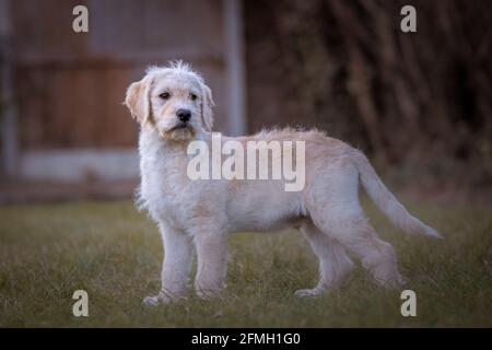 Cucciolo scruffy in piedi sull'erba su uno sfondo sfocato Foto Stock