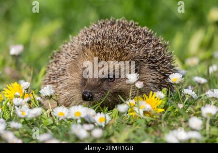 Hedgehog, nome Scienitifc: Erinaceus Europaeus. Riccio selvatico, nativo, europeo in primavera con margherite bianche e dandelioni gialle. Fronte forwa Foto Stock