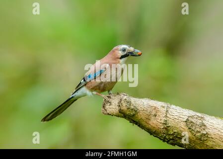 Eurasian Jay in Springtime. Nome scientifico: Garrulus Glandarius. Jay colorato con arachide nel suo becco. Rivolto a destra e appollaiato sul ramo. Pulire Foto Stock