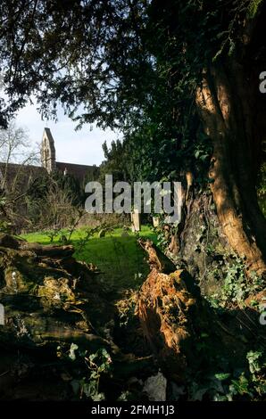 L'avido cresce su un albero nel cimitero di San Gregorio il Grande Canterbury Kent Inghilterra Foto Stock