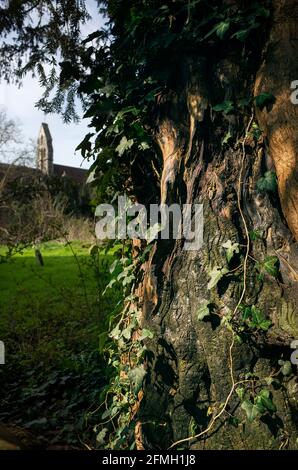 L'avido cresce su un albero nel cimitero di San Gregorio il Grande Canterbury Kent Inghilterra Foto Stock