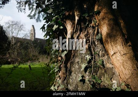 L'avido cresce su un albero nel cimitero di San Gregorio il Grande Canterbury Kent Inghilterra Foto Stock