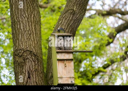Un paio di pulcini da tawny [Strix aluco] che guardano fuori da un nestbox in un legno di Shropshire. Foto Stock