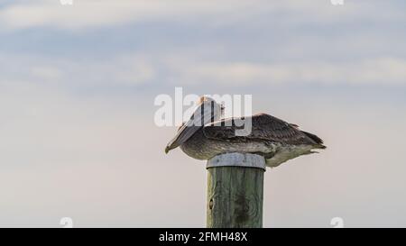 Arrostimento pelicano marrone sulla cima di un palo di banchina di legno contro cielo nuvoloso primo piano Foto Stock