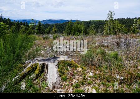 Tracce di Anatole wsindstorm (1999) 22 anni dopo, Pilat massiccio, Loira, AURA, Francia Foto Stock