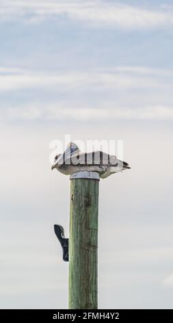 Arrostimento pelicano marrone sulla cima di un palo di banchina di legno contro cielo nuvoloso primo piano Foto Stock