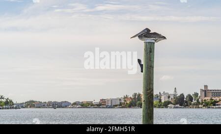 Arrostimento pelicano marrone sulla cima di un palo di banchina di legno contro cielo nuvoloso primo piano Foto Stock