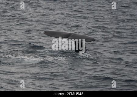 Una scala di grigi di una coda di balena sopra l'acqua nel mare Foto Stock