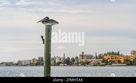 Arrostimento pelicano marrone sulla cima di un palo di banchina di legno contro il cielo nuvoloso e la costa Foto Stock