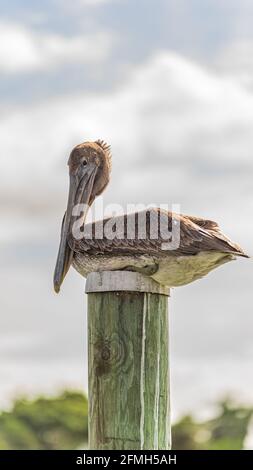 Arrostimento pelicano marrone sulla cima di un palo di banchina di legno contro cielo nuvoloso primo piano Foto Stock