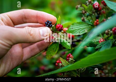 Gruppo di bacche nere e rosse mature impiccate di maturazione su piantare fattoria giardino cespuglio con presa mano uomo frutta Foto Stock