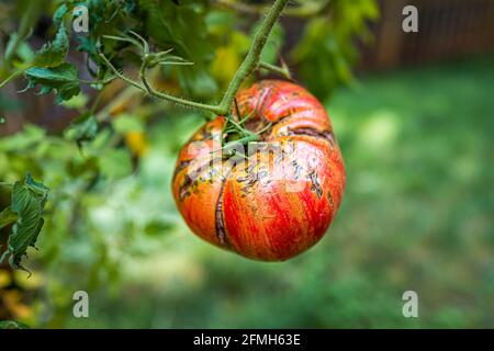 Macro closeup di grandi jazzs rosa a strisce di colore rosso di Heirloom maturo pomodoro appeso crescere su pianta vite in giardino con bokeh di verde Foto Stock