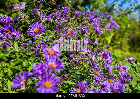 Porpora vivace fiori daisy alpini colorati in primo piano nel giardino Virginia con molti modelli di piante nella soleggiata giornata estiva Foto Stock