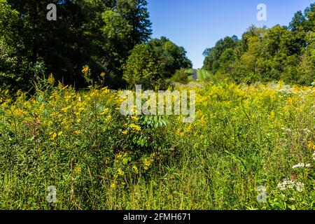 Prato vicino Sugarland Run Stream Valley Trail escursione a Herndon, Virginia del Nord, contea di Fairfax con molti fiori selvatici oro giallo verga Foto Stock