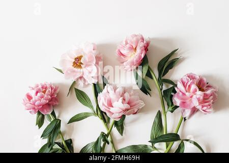 Fiori di peonie rosa in fiore con foglie verdi isolate su sfondo bianco della tavola. Cornice floreale, striscione. Disposizione piatta, vista dall'alto. Immagine per il blog Foto Stock