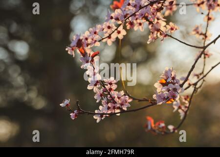 Fiore romantico di prugna di ciliegia durante l'ora d'oro nel giardino. Bella Prunus Cerasifera in primavera natura. Foto Stock