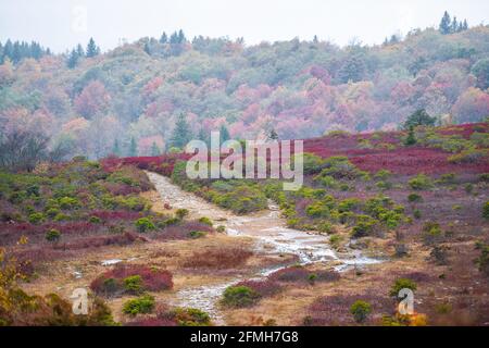 Colorati cespugli di mirtilli rossi fogliame in autunno con puddle Bog in Bear Rocks sentiero a Dolly sods in West Virginia National Forest Park con Foto Stock