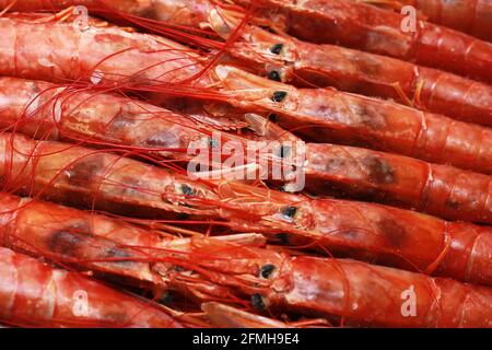 Primo piano fresco di langostine rosse grezze, Nefrops norvegicus, aragosta norvegese, gamberi della baia di Dublino o scampi Foto Stock