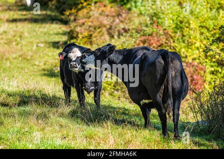 Giovane vitello, erba-nutrito madre di mucca bianca e nera che unisce grooming leccando e pascolando su campo di erba di pascolo in Virginia occidentale fattoria rurale di campagna i Foto Stock