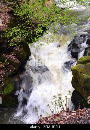 Cascata nel fiume Spodden nella riserva naturale di Healey Dell, Rochdale, Greater Manchester, Regno Unito Foto Stock
