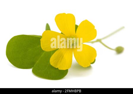 Fiore di legno giallo isolato su sfondo bianco Foto Stock