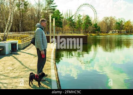 Uomo adulto anziano con guinzaglio nero nero dell'imbragatura rossa del pug In piedi sulla riva del lago in Ferris Wheel Park Foto Stock