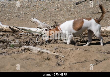 Un cane bianco con macchie marroni su un guinzaglio di tela a un blocco di legno parzialmente coperto di rocce e sabbia. Messa a fuoco selettiva. Foto Stock