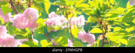 Bell'albero rosa fiorito di ciliegio sakura e foglie verdi in luce solare tenue. Fiore primavera sfondo, panorama, banner. Foto Stock